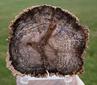 Sis: Wild & Wonderful Striped Burmese Petrified Wood Round From Myanmar - Rare