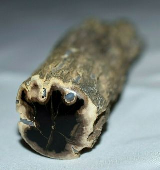 Polished Petrified Wood Long Limb Cast Touch Of Agate From West Central Wyoming