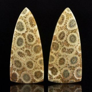 Natural Agatized Fossil Coral Cabochon Pair For Earrings Indonesia 7.  10 G