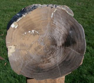 SiS: UNUSUAL & PERFECT 5 lb.  Hampton Butte Petrified POPLAR Wood Log 2