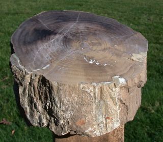 SiS: UNUSUAL & PERFECT 5 lb.  Hampton Butte Petrified POPLAR Wood Log 3