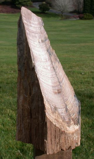 Sis: Warm & Rich Burmese Petrified Wood Specimen - Tall 11 " Natural Sculpture
