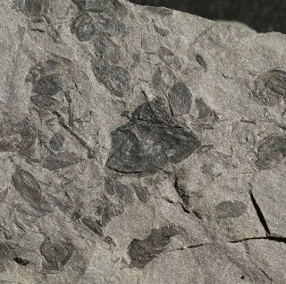 Rare Coal Age Vertebrate Coprolite With Pre Dinosaur Fossil Bones Scales Teeth