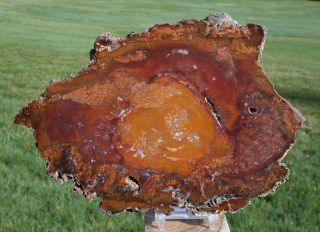 Sis: Unusual Red & Gold Hubbard Basin Petrified Wood Slab - A Very Unique Piece
