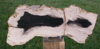 Sis: Rip Cut Petrified Wood Thick Cut Slab - High Contrast Sweet Home Log
