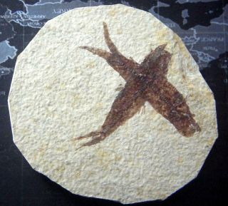Knightia Alta Two Fossil Fish Wyoming Usa Visible Scales Eocene Age Gift