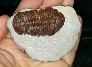 Awesome Red Barrandeops Trilobite From The Devonian Of Morocco Natural Red Color