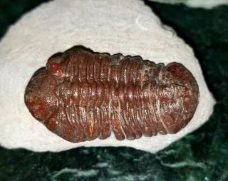 Awesome red Barrandeops Trilobite from the Devonian of Morocco natural red color 2