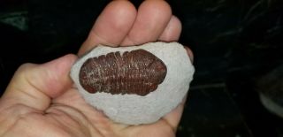 Awesome red Barrandeops Trilobite from the Devonian of Morocco natural red color 3