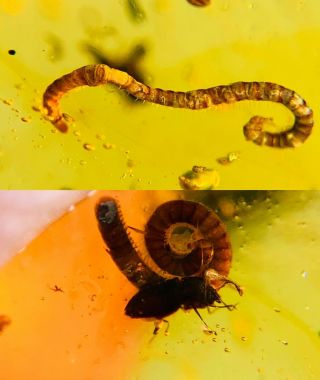 2 Millipede&beetle Burmite Myanmar Burmese Amber Insect Fossil Dinosaur Age