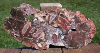 Sis: Huge 12 ",  Arizona Petrified Wood Slab - Rare Fungus Invasion Specimen