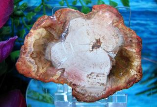 Petrified Wood Complete Round Slab W/bark Cranberry Pink Ivory Flower