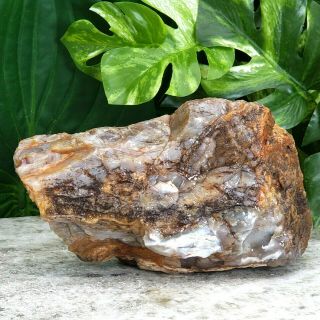 Petrified Wood Log Colorful Stone Raw Rough Fossilized Wood Mineral With Agate