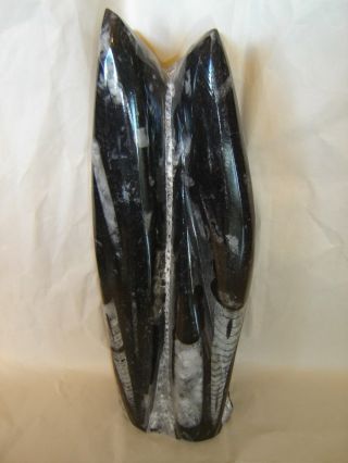 Polished Orthoceras Fossilized Cephalopods 9 " Tall From Morocco