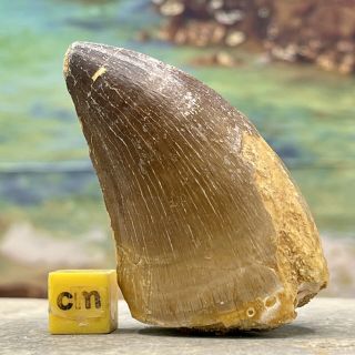 Mosasaur Fossil Tooth Fossil Morocco Cretaceous Fse409 ✔100