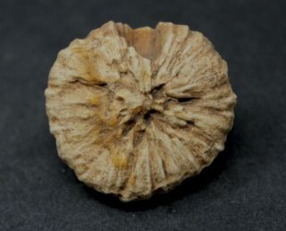 Petrified Bulb (short Shoot) Unidentified From Patagonia,  Argentina 7aa