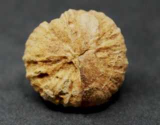 Petrified bulb (Short shoot) Unidentified from Patagonia,  Argentina 7AA 2