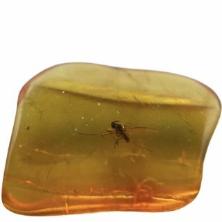 Baltic Amber Fossil With Insect Inclusion Fse389 ✔100 Genuine✔ukseller