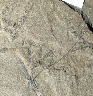 Rare Mother Fossil Plant Calamite & 16 Cones Calamostachys Preserved In Situ