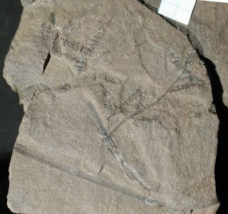 Rare mother fossil plant Calamite & 16 cones Calamostachys preserved in situ 2