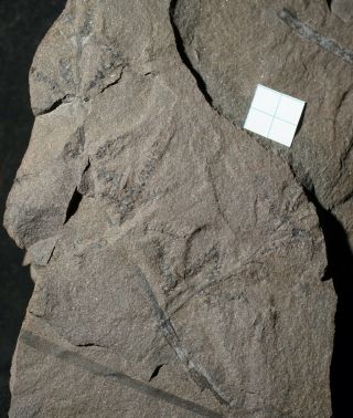 Rare mother fossil plant Calamite & 16 cones Calamostachys preserved in situ 3