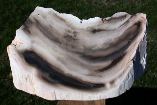 Sis: & Rare Petrified Wood Sculpture From Fossil Log - Brazil