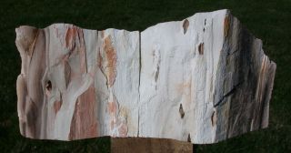 SiS: & RARE Petrified Wood Sculpture from Fossil Log - Brazil 3