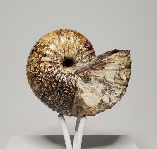 Scaphite Nodosus Inner Whirl Ammonite Fossil Cretaceous South Dakota