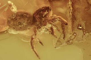 Jumping Spider Salticidae & Beetle Ptinidae Fossil Baltic Amber,  Hq Pic 200729