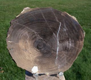 Sis: Unusual & Perfect 6 " Hampton Butte Petrified Poplar Wood Slab