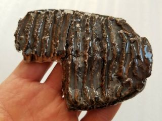 S04 Fossil Mammoth Woolly Tooth Slice.  Rare Extinct.  Pleistocene Ice Age