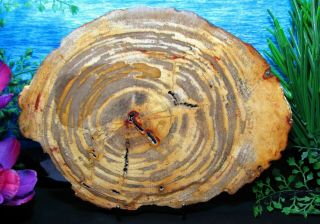 Large Petrified Wood Round Slab W/bark Cranberry Copper Gold Zebra 10 - 1/2 "