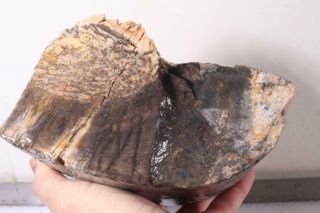 Agatized 6 Lb 8 Oz Fossil Dinosaur Gem Bone Faced Rough