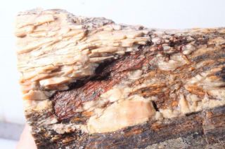 Agatized 6 lb 8 oz Fossil Dinosaur Gem Bone Faced rough 2