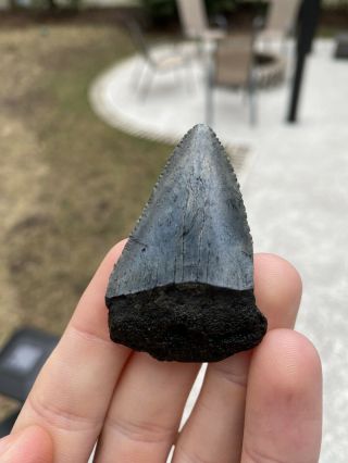 Large Low Country Great White Shark Tooth Fossil (2.  25 Inch)
