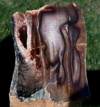 SiS: EXQUISITE Samller HERRING BONE Calamity Butte Petrified Wood Specimen 2