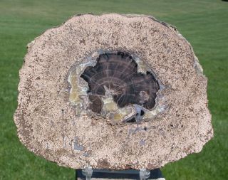 Sis: Fossil Algae Framed Blue Forest Petrified Wood Round - Very Unusual Piece