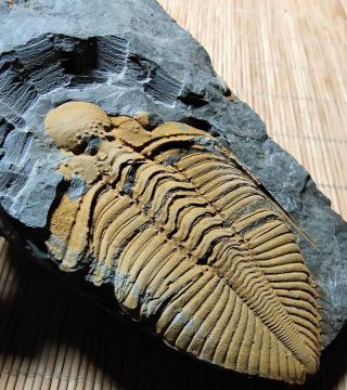 RARE Perfect Olenaspella Trilobite,  Upper Cambrian,  McKay Group,  BC,  Canada 3