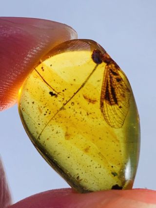 1.  7g Unknown Bug Wings Burmite Myanmar Burmese Amber Insect Fossil Dinosaur Age