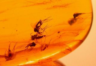 7 Mycetophilid Flies,  Beetle in Burmite Amber Fossil Gemstone Dinosaur Age 2