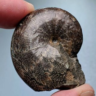 3,  7 Cm (1,  5 In) Ammonite Euphylloceras Cretaceous Russia Ammonit Fossil Ammonit