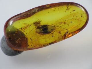 4,  5mm Beetle Gemstone Real Baltic Amber Fossil Insect Inclusion (0216)
