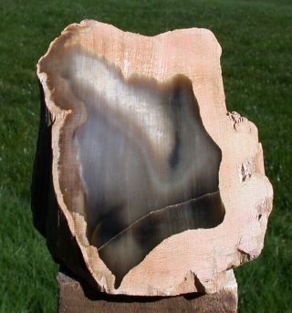 Sis: 1.  2 Lb.  Petrified Driftwood Natural Sculpture Specimen - Sequoia