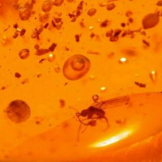 Very Rare Water Bubble Enhydro In Burmite Amber Fossil Gemstone Dinosaur Age