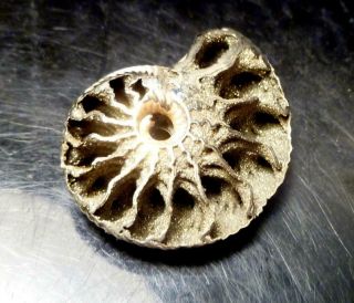 Pyrite Ammonite Ammolite Fossil 33mm Jurassic Jewel Russia
