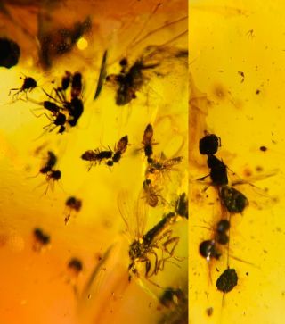 Wasp In Mosquito Fly Nest Burmite Myanmar Burma Amber Insect Fossil Dinosaur Age