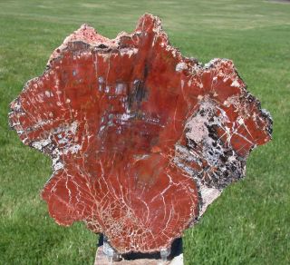 Sis: Burning Color 8 " Arizona Petrified Wood Conifer Round - Polished Slab