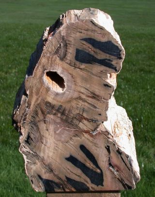 Sis: Wyoming Petrified Beech Wood Stand - Up Sculpture - Fossil Gem Artwork