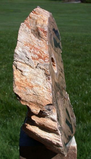 SiS: WYOMING Petrified BEECH Wood Stand - up Sculpture - Fossil Gem Artwork 2