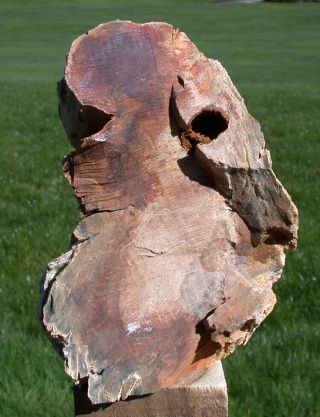 SiS: WYOMING Petrified BEECH Wood Stand - up Sculpture - Fossil Gem Artwork 3